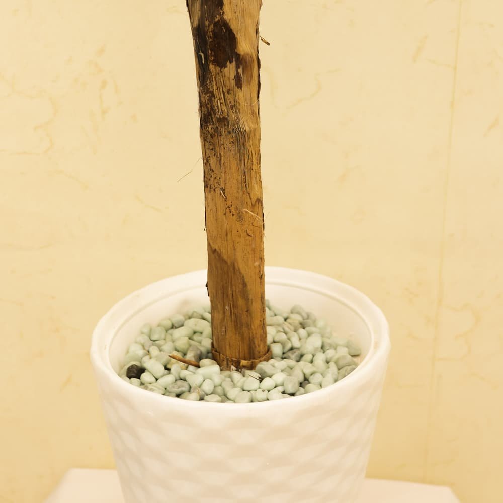 Tropical Botanical Haven Banana Tree with White Textured Pot | Contemporary Artificial Tropical Plant for Living Room, Office & Hallway - Image 3