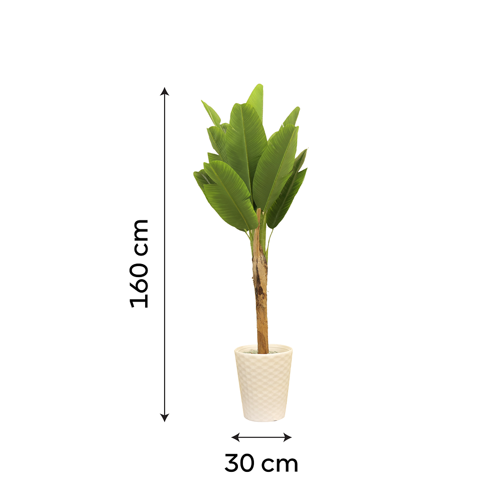 Tropical Botanical Haven Banana Tree with White Textured Pot | Contemporary Artificial Tropical Plant for Living Room, Office & Hallway - Image 5