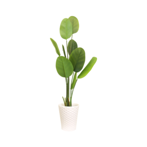 Elegant Botanical Haven Bird of Paradise Plant with White Textured Pot | Contemporary Artificial Strelitzia for Living Room, Office & Hallway