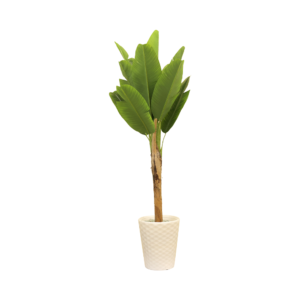 Tropical Botanical Haven Banana Tree with White Textured Pot | Contemporary Artificial Tropical Plant for Living Room, Office & Hallway