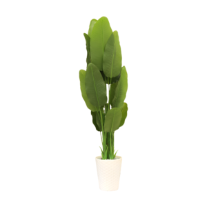 Serene Botanical Haven Strelitzia Plant with White Textured Pot | Contemporary Artificial Bird of Paradise for Living Room, Office & Hallway