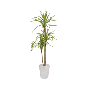 Graceful Botanical Haven Slender Stem Dracaena with White Textured Pot | Contemporary Artificial Accent Plant for Living Room, Office & Hallway